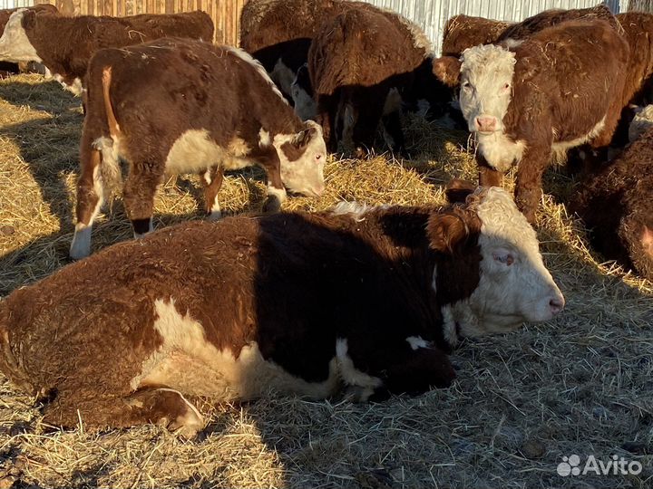 Герефорд быки бычки на племя 20 голов