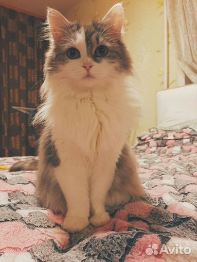 Кошечка в добрые руки