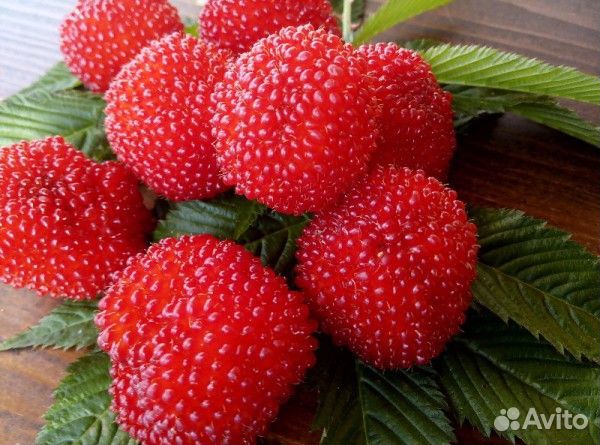 Тибетская малина