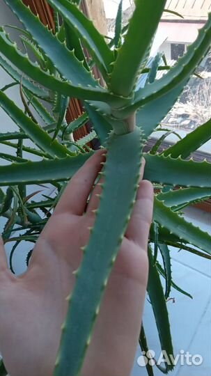 Алоэ лечебный