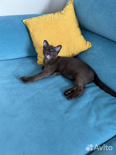 Бурманский котик