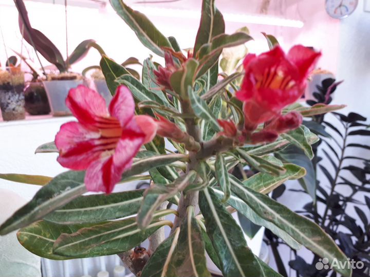Адениум, мандарин, хойя
