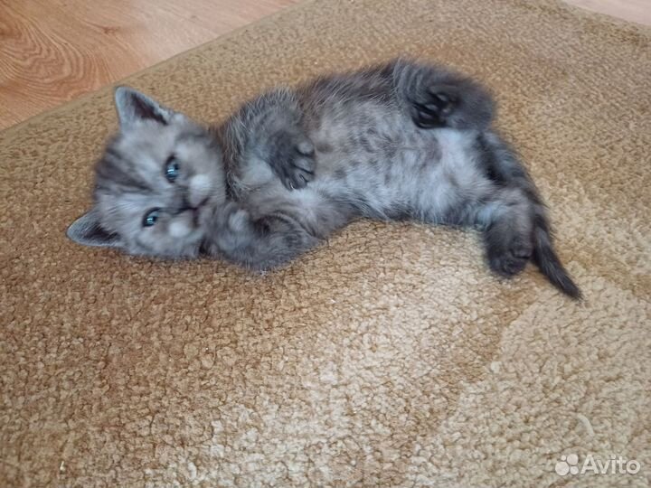 Шотландский котёнок прямоухий (скоттиш-страйт)