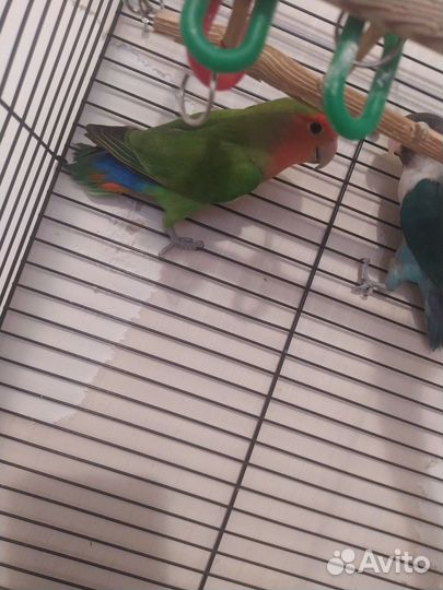 Неразлучники