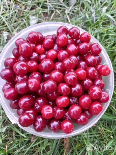 Продам вишню