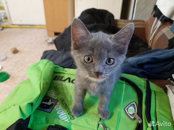 Котенок-девочка в хорошие руки