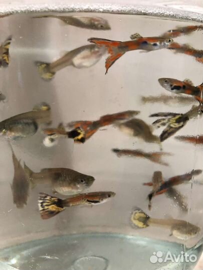 Аквариумные рыбки