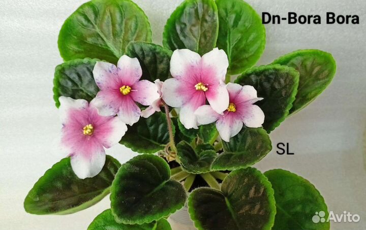 Детки сортовых фиалок