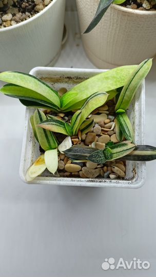 Гастерия мини вариегатная