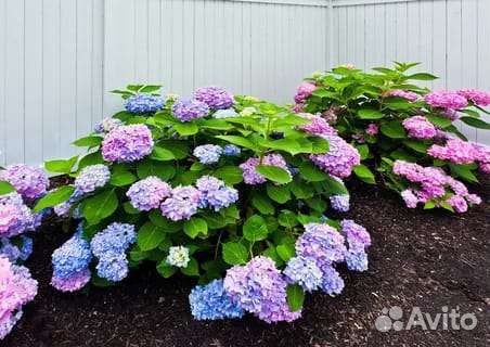 Гортензия Хамелеон