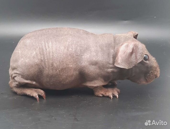 Голая (лысая) морская свинка породы скинни