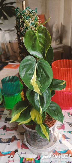 Филодендроны скандекс бразил и медиопикта