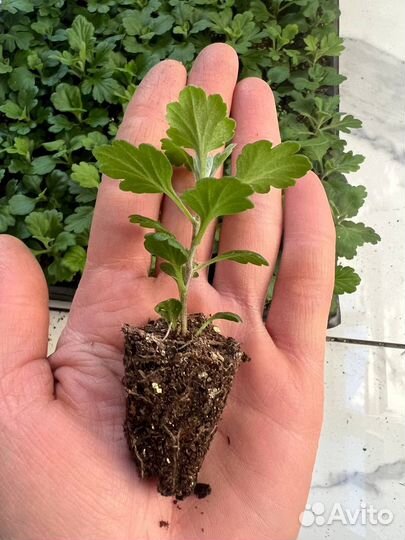 Хризантемы мультифлора