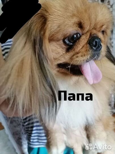 Щенки пекинеса