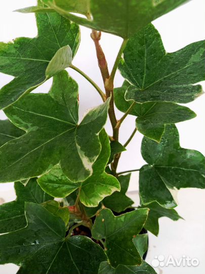 Фатсхедера Лизе вариегатная