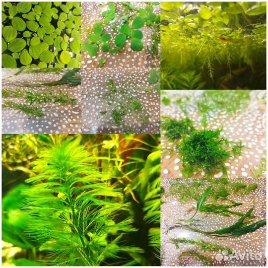 Растения для аквариума(набор)