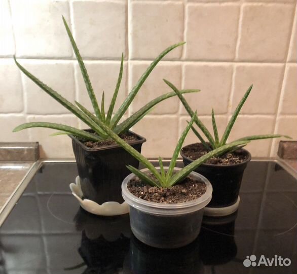 Алое вера лечебный 15- 20 см