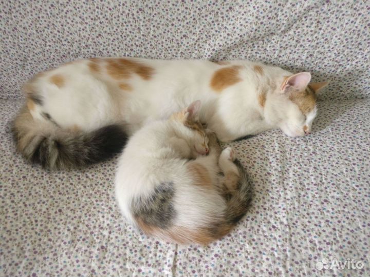 Котенок девочка 2 месяца