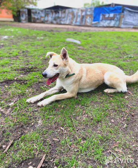 Собака грустит в приюте