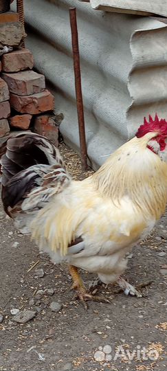 Петух брамо