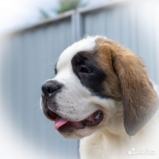 Сенбернары