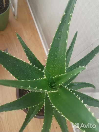 Алоэ Дэлета 4 года