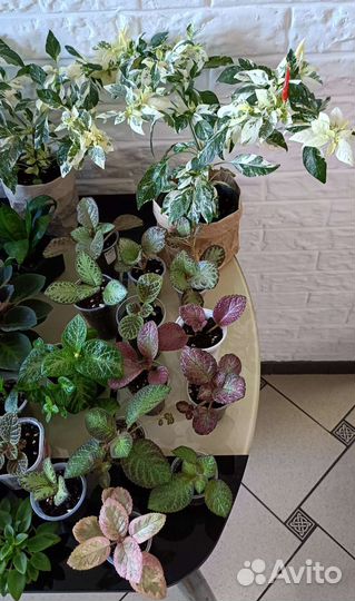 Комнатные цветы