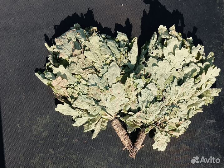 Дубовые веники для бани