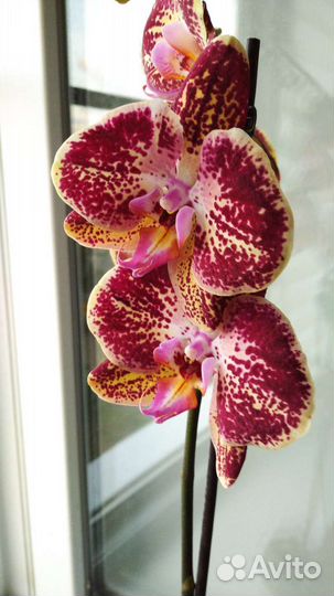Орхидея фаленопсис