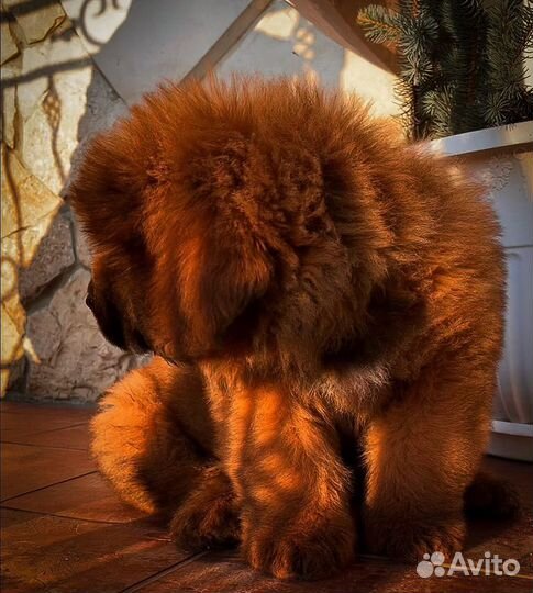 Щенок тибетского мастифа