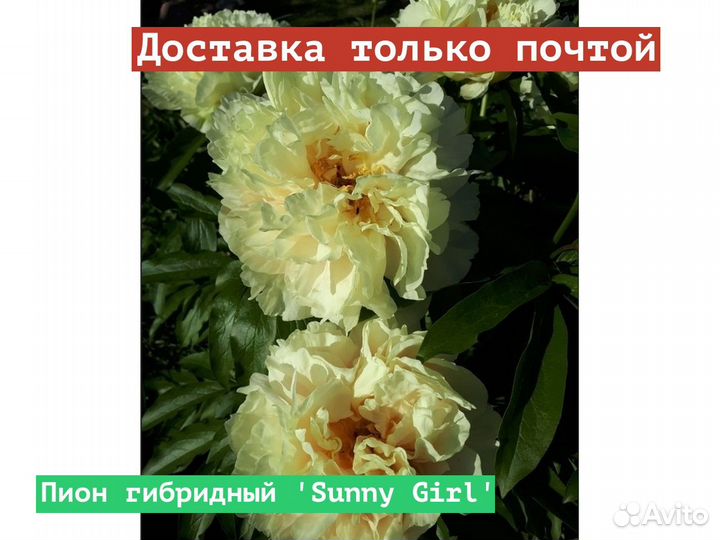Пион гибридный Sunny Girl