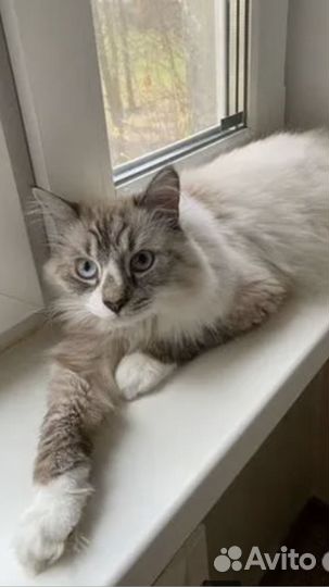 Отдам кота в добрые руки