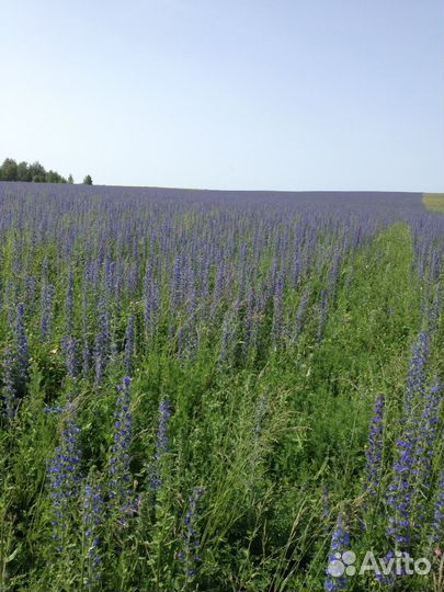 Семена фацелии пижмолистной, синяка обыкновенног