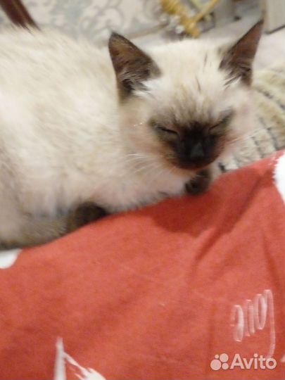 Кошки в добрые руки бесплатно