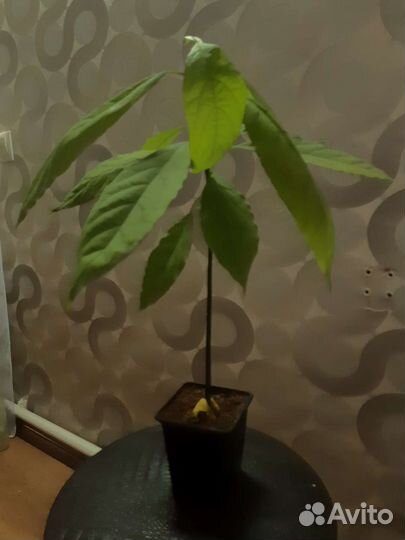 Авокадо растение