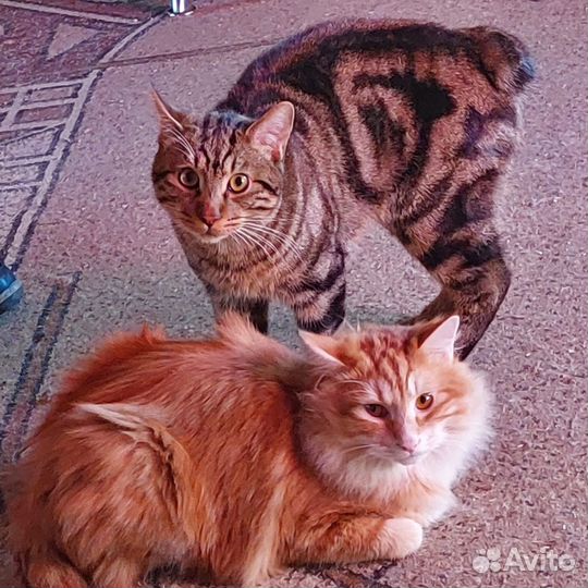 Курильский бобтейл