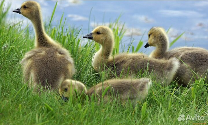 Бройлеры Индюшата Гусята Утята, Муларды