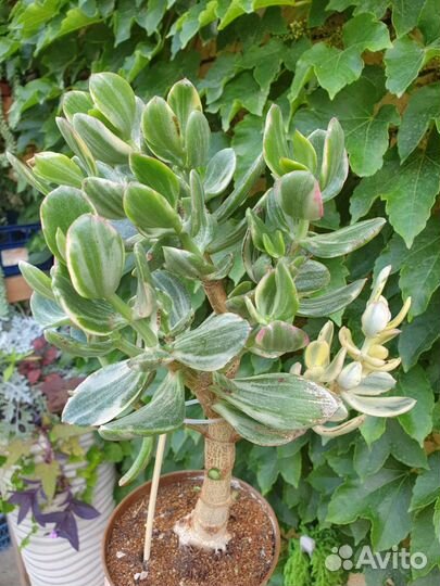 Крассула триколор вариегатная доллар хоббит берд