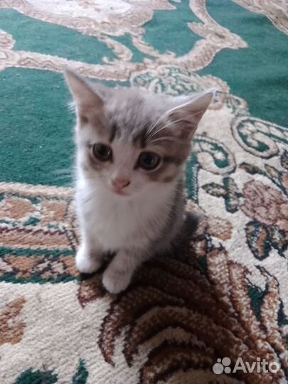 Котята дворовые