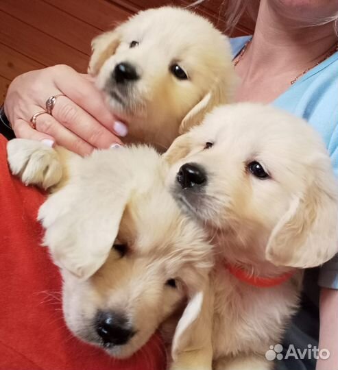 Щенки голден ретривера