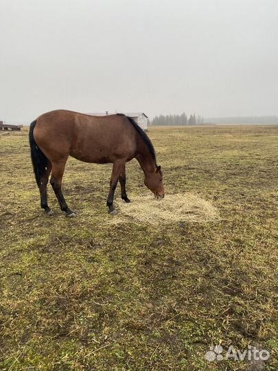 Сено в тюках