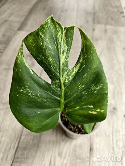 Monstera Deliciosa Ocean Mint