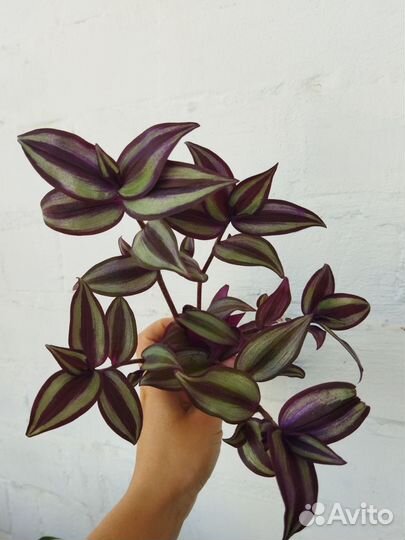 Традесканция зебрина