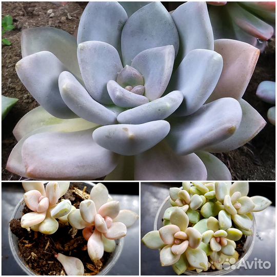 Пахиверии, эхеверии, граптоверии