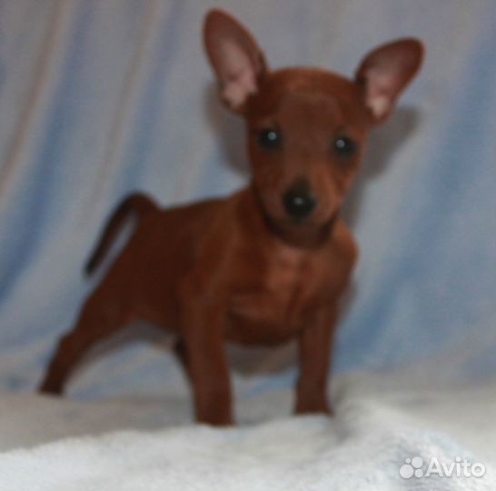 Карликовый пичер