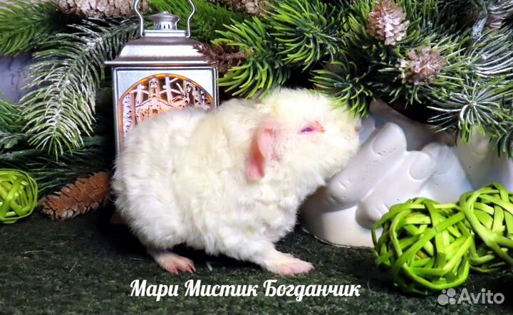 Морские свинки ручные, здоровые на видео