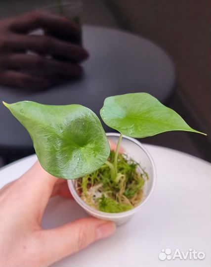 Алоказия Синуата (Alocasia Sinuata), Мело, Полли