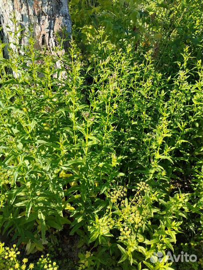 Мята перечная