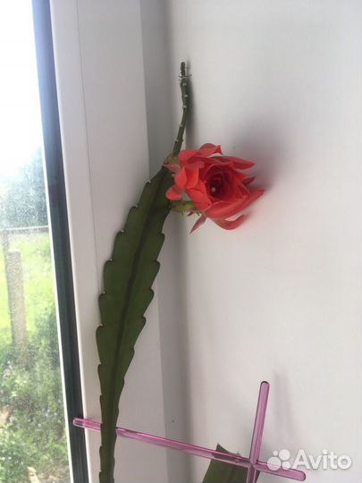 Зига кактус