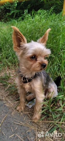 Йоркширский терьер щенки